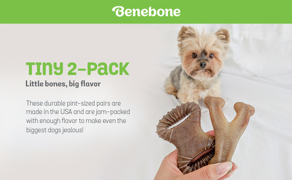 A small dog looking at two tiny Benebone Dog Chew Toys for small dogs