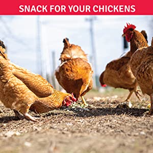 Snack for your Chickens