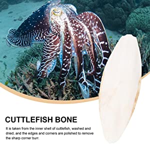 natural cuttlebones