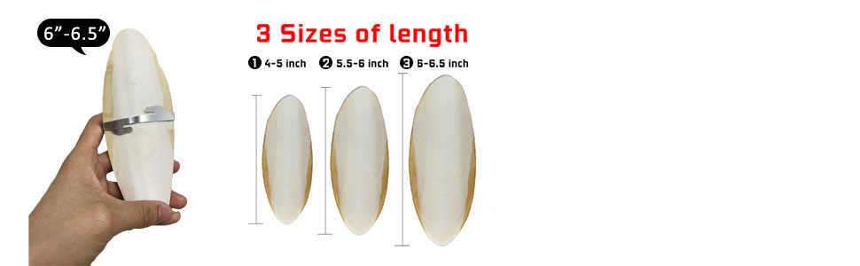 different sizes of length for the cuttlebones