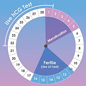 ovulation and hcg hormone calculator calendar spin