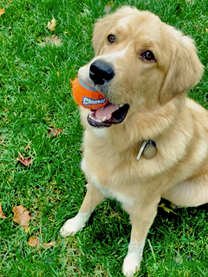 chuckit ball, balls for dogs, dog toy ball, water toys for dogs, chuck it balls large, chuck it ball