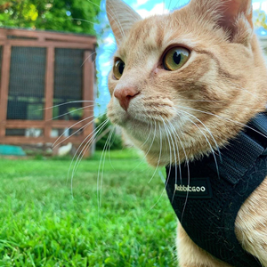 cat harness