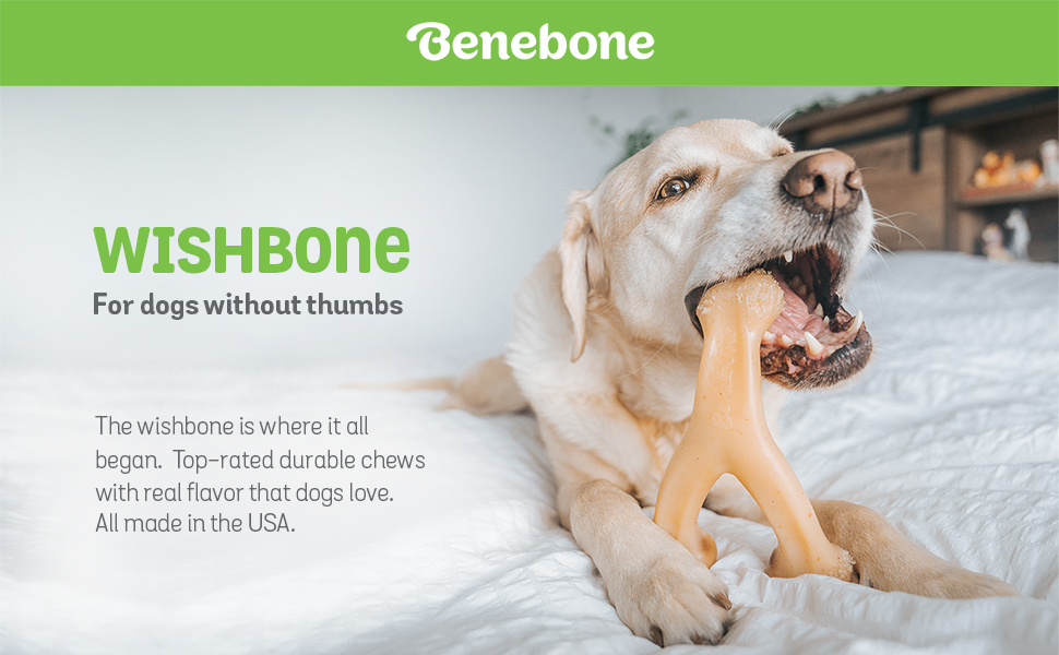 A white lab chewing a Benebone Wishbone dog chew toy on a bed