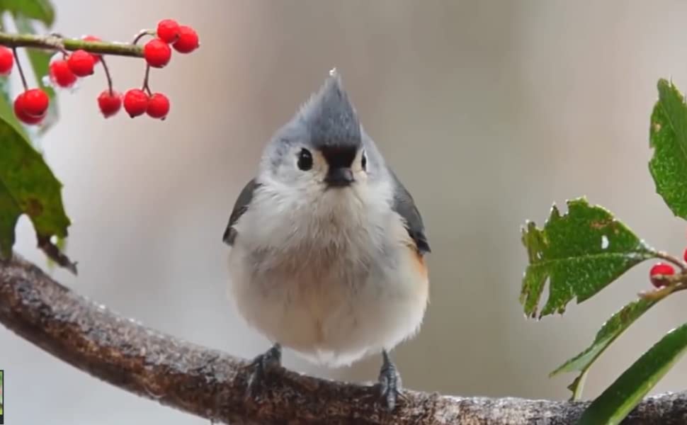 windowalert bird shot