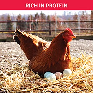 Rich in Protein