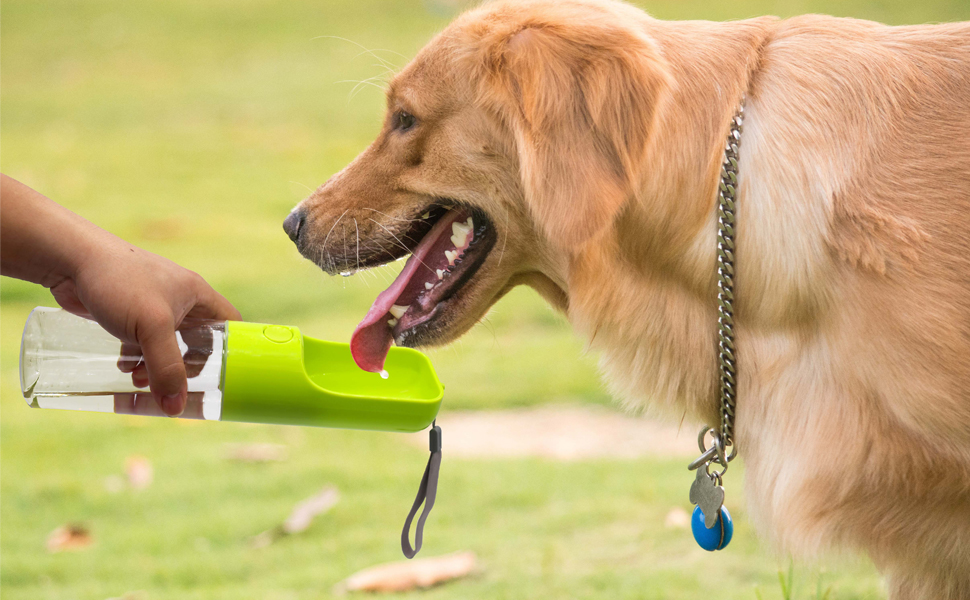 dog water bottle