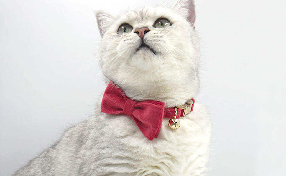 fancy cute red velvet cat collar personalized