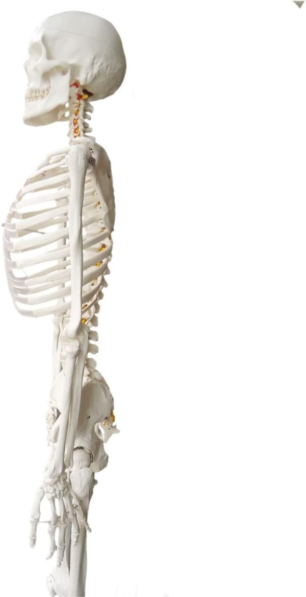 Wellden Medical Anatomical Human Skeleton Model, 170cm, Life Size, w/Nerves, Vertebral Arteries, Stand Included - Image 3