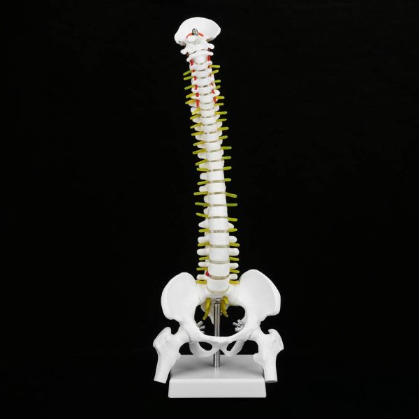 Spine Anatomy Model, Natural Bone Size Spine Model with 5 Rollers Spine Model, for Medical School Skeleton Anatomy Study Teaching Hospital Teaching - Image 8