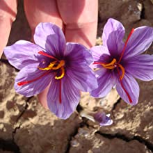 zaffrus saffron hand picked