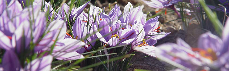 zaffrus saffron threads flower