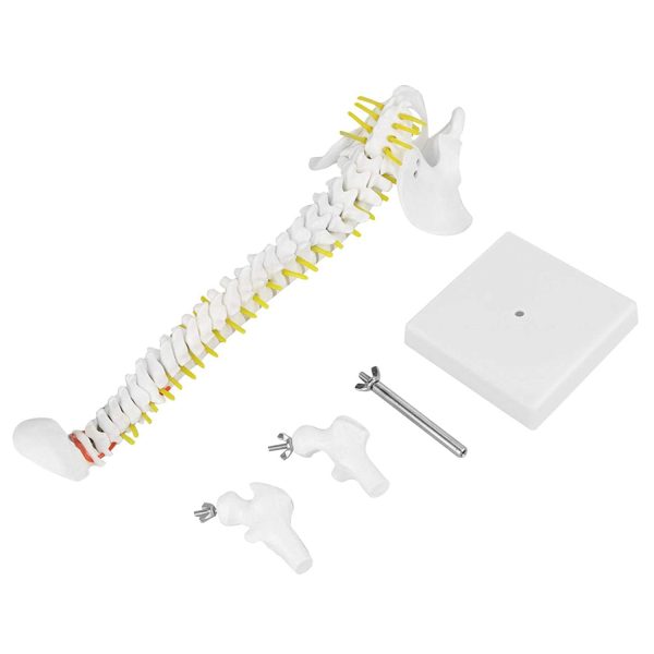 Spine Anatomy Model, Natural Bone Size Spine Model with 5 Rollers Spine Model, for Medical School Skeleton Anatomy Study Teaching Hospital Teaching