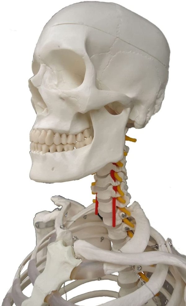 Wellden Medical Anatomical Human Skeleton Model, 170cm, Life Size, w/Nerves, Vertebral Arteries, Stand Included