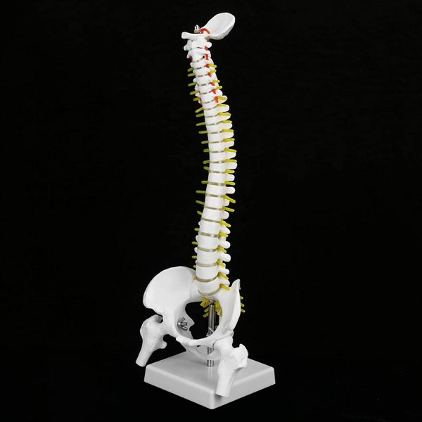 Spine Anatomy Model, Natural Bone Size Spine Model with 5 Rollers Spine Model, for Medical School Skeleton Anatomy Study Teaching Hospital Teaching - Image 5