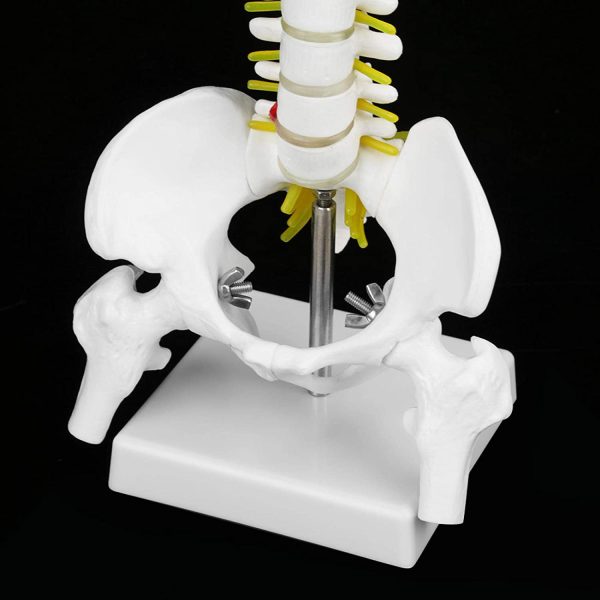 Spine Anatomy Model, Natural Bone Size Spine Model with 5 Rollers Spine Model, for Medical School Skeleton Anatomy Study Teaching Hospital Teaching - Image 9