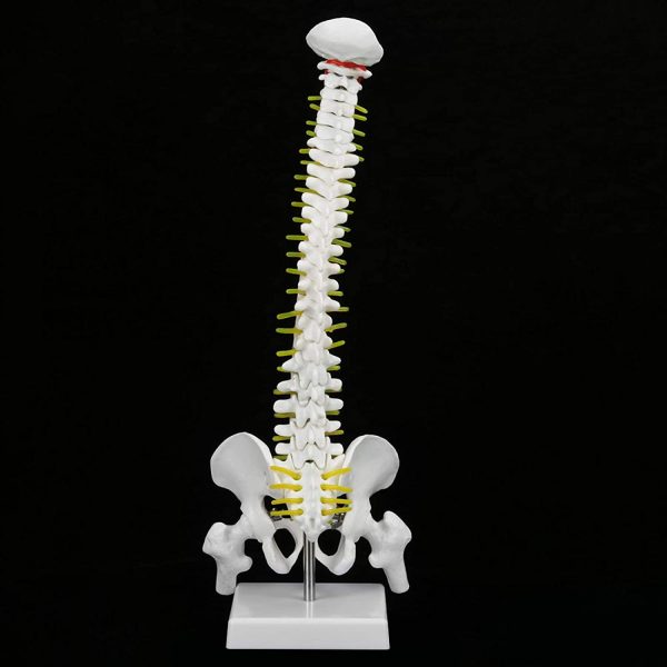 Spine Anatomy Model, Natural Bone Size Spine Model with 5 Rollers Spine Model, for Medical School Skeleton Anatomy Study Teaching Hospital Teaching - Image 7