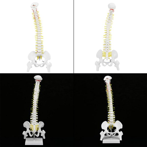 Spine Anatomy Model, Natural Bone Size Spine Model with 5 Rollers Spine Model, for Medical School Skeleton Anatomy Study Teaching Hospital Teaching - Image 4