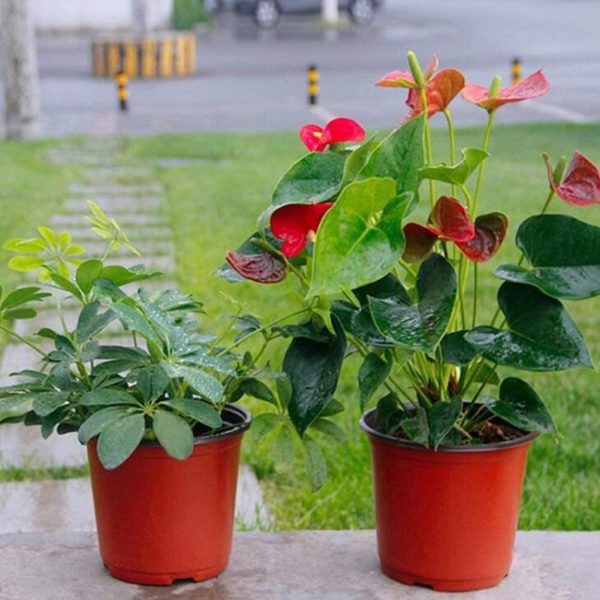 Yontree Plastic Plants Nursery Pots Seed Starting Pots Flower Plant Container Planting Pots 4",100 Pack - Image 5