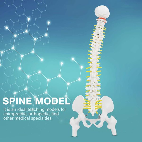 Spine Anatomy Model, Natural Bone Size Spine Model with 5 Rollers Spine Model, for Medical School Skeleton Anatomy Study Teaching Hospital Teaching - Image 3