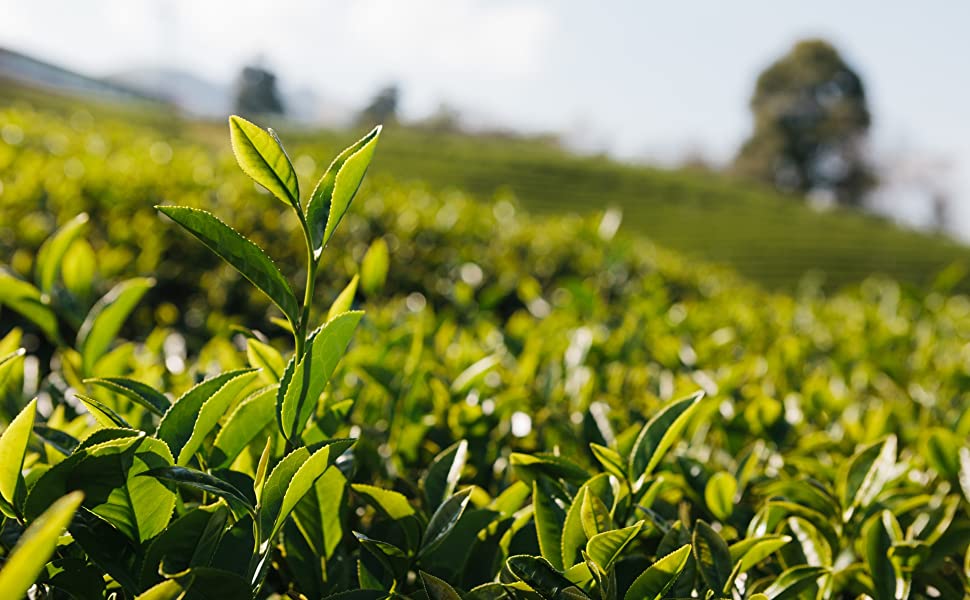 DAVIDsTEA-Green-Tea-Fields-Matcha