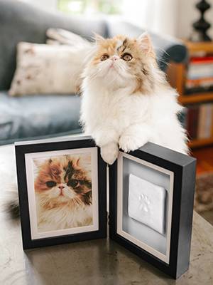 Pet pawprint frame displayed on table in living room with cat sitting next to it
