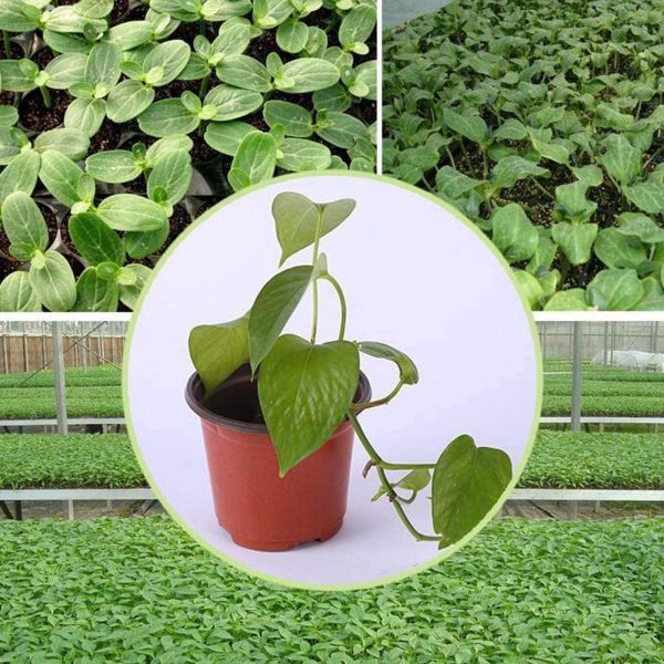 Yontree Plastic Plants Nursery Pots Seed Starting Pots Flower Plant Container Planting Pots 4",100 Pack - Image 7