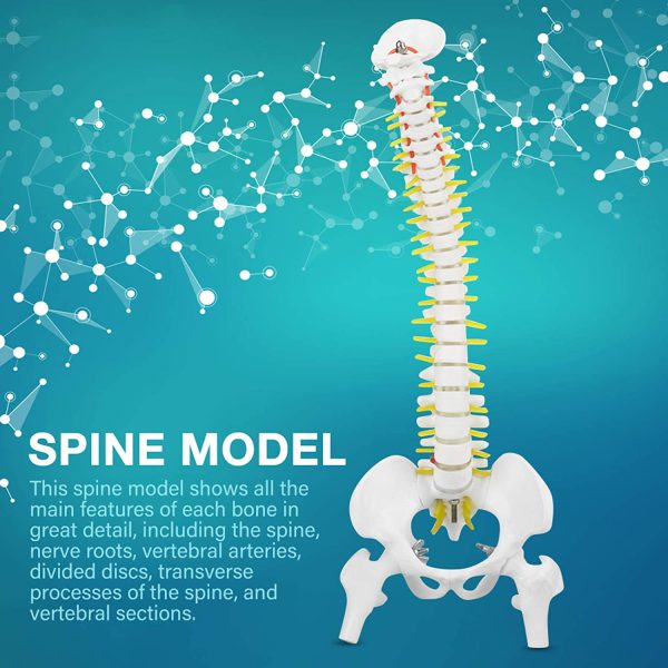 Spine Anatomy Model, Natural Bone Size Spine Model with 5 Rollers Spine Model, for Medical School Skeleton Anatomy Study Teaching Hospital Teaching - Image 6