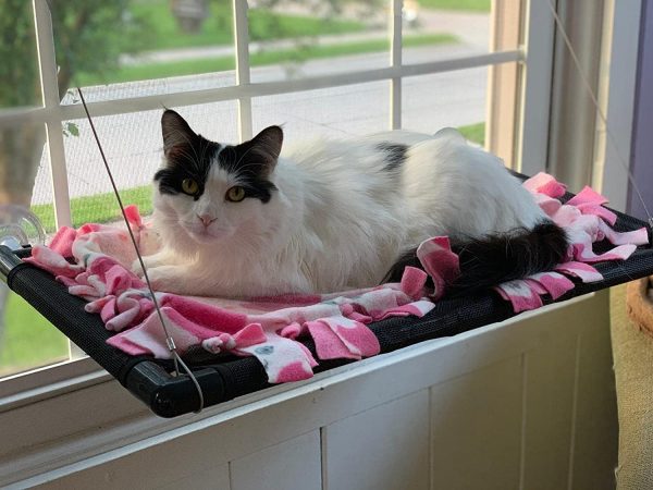 Cat Hammock Window Bed Cat Window Perch Sunny Seat for Kitty Resting Pet Bed Mounted Pet Kitten Cot Beds Upgraded Version Safety Reinforce Cat Shelves Hold up 60 lbs(Cat Window Bed) Dracarys - Image 3