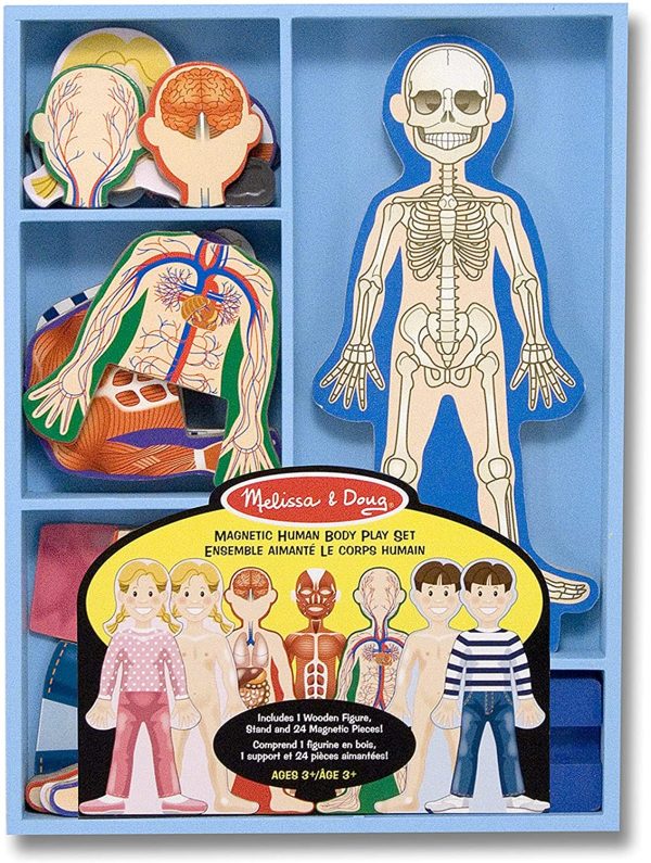 Melissa & Doug Magnetic Human Body Anatomy Play Set (Anatomically Correct Boy and Girl Magnets, 24 Magnetic Pieces and Storage Tray) - Image 4