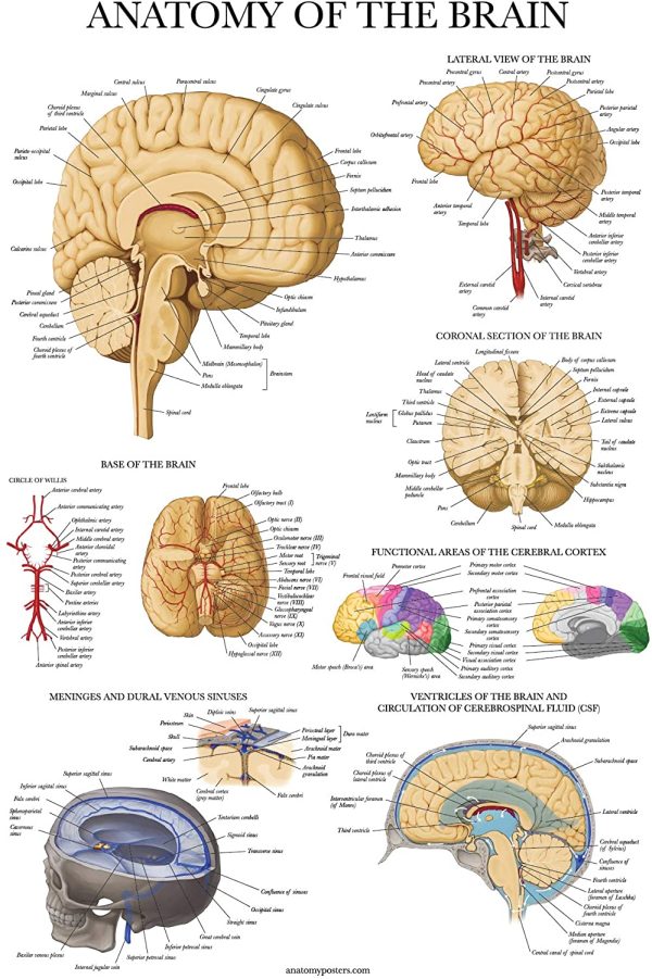 Brain Anatomy Poster - Laminated - Anatomical Chart of the Human Brain - Image 5