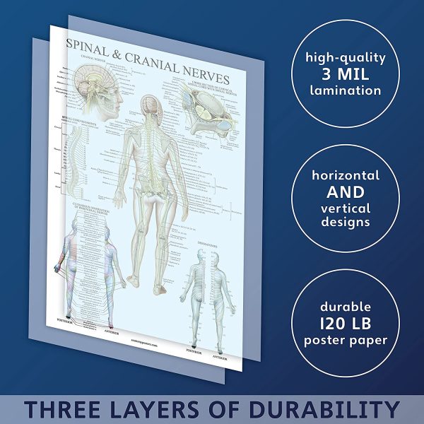 4 Pack - Anatomical Poster Set - Laminated - Muscular, Skeletal, Spinal Nerves, Circulatory System - Anatomy Chart Set (LAMINATED, 18?? x 27??) - Image 3