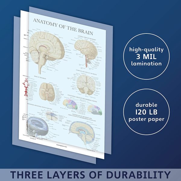 Brain Anatomy Poster - Laminated - Anatomical Chart of the Human Brain - Image 4