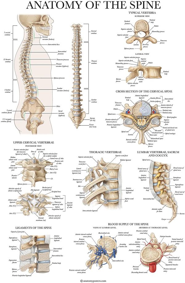 4 Pack - Anatomical Poster Set - Laminated - Muscular, Skeletal, Anatomy of the Spine, Endocrine System - Anatomy Chart Set (LAMINATED, 18?? x 27??) - Image 5