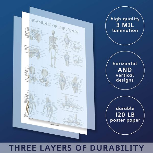 4 Pack - Anatomical Poster Set - Laminated - Muscular, Skeletal, Ligaments of the Joints, Knee Anatomy - Anatomy Chart Set (LAMINATED, 18?? x 27??) - Image 5