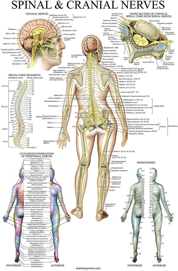 4 Pack - Anatomical Poster Set - Laminated - Muscular, Skeletal, Spinal Nerves, Circulatory System - Anatomy Chart Set (LAMINATED, 18?? x 27??) - Image 6