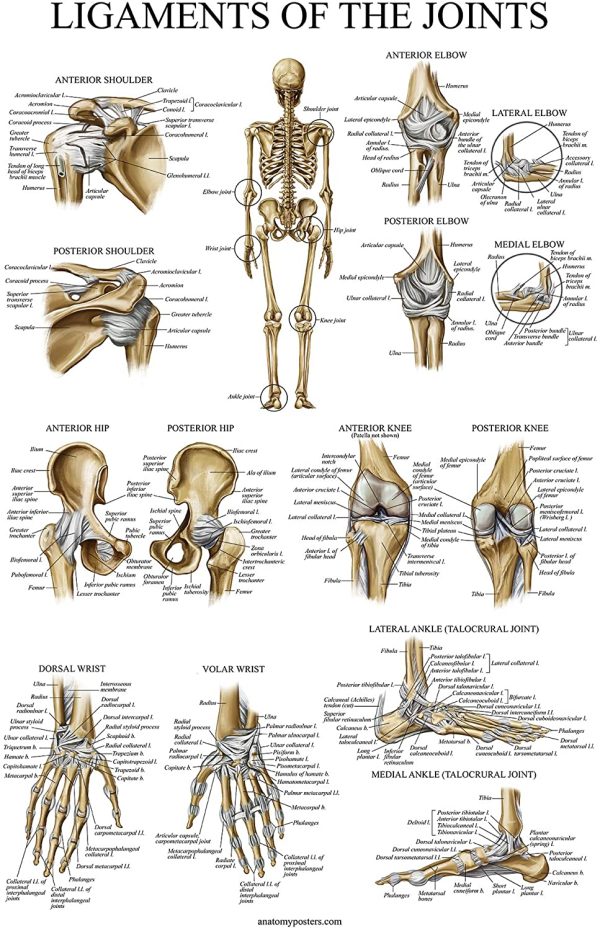 4 Pack - Anatomical Poster Set - Laminated - Muscular, Skeletal, Ligaments of the Joints, Knee Anatomy - Anatomy Chart Set (LAMINATED, 18?? x 27??) - Image 4