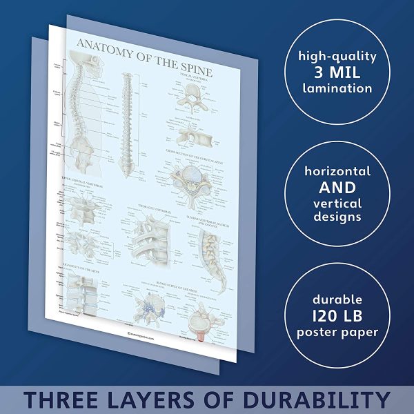 4 Pack - Anatomical Poster Set - Laminated - Muscular, Skeletal, Anatomy of the Spine, Endocrine System - Anatomy Chart Set (LAMINATED, 18?? x 27??)