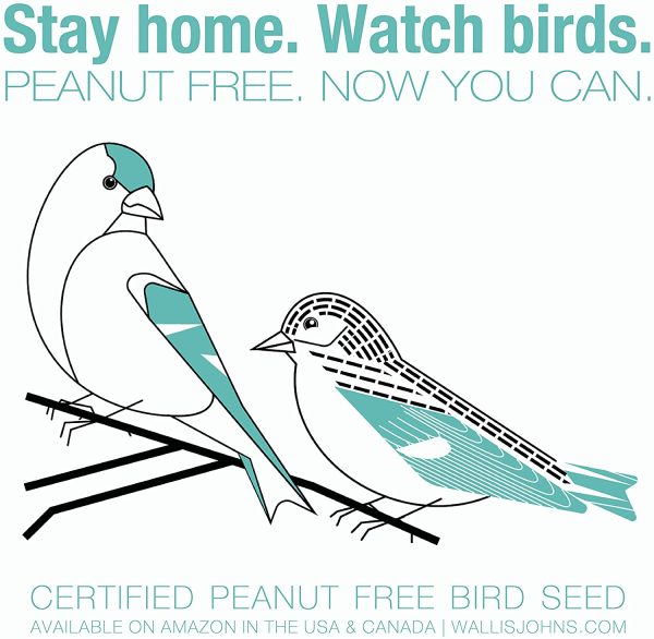 Certified Peanut Free Wild Bird Seed - Something for Everyone Blend (6 lb) - Image 8