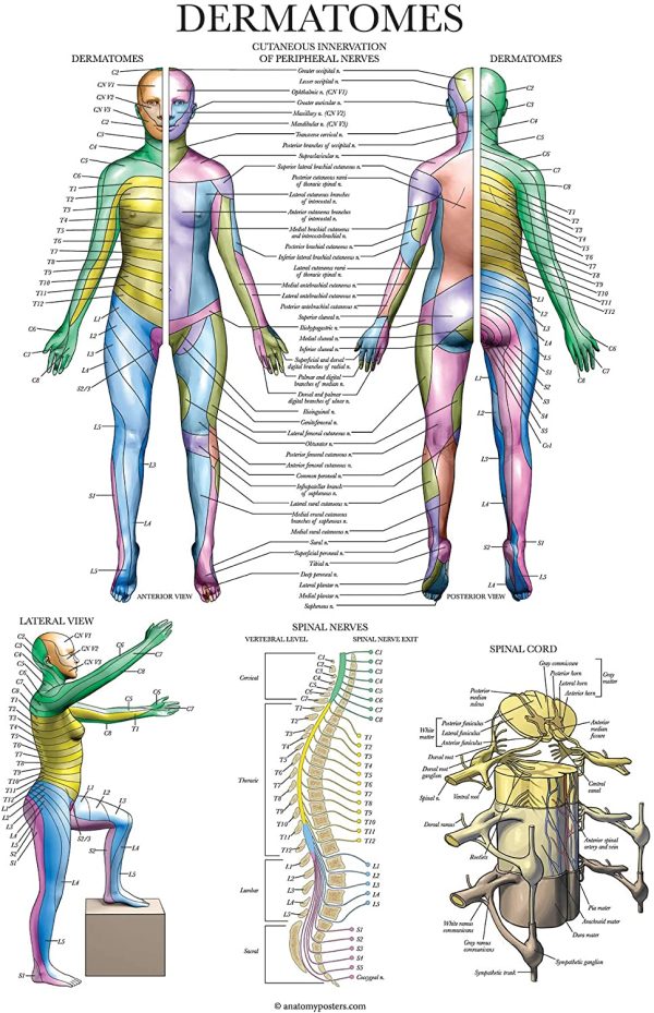 4 Pack - Anatomical Poster Set - Laminated - Muscular, Skeletal, Spinal Nerves, Dermatomes - Anatomy Chart Set (LAMINATED, 18??x 27?? - Image 5