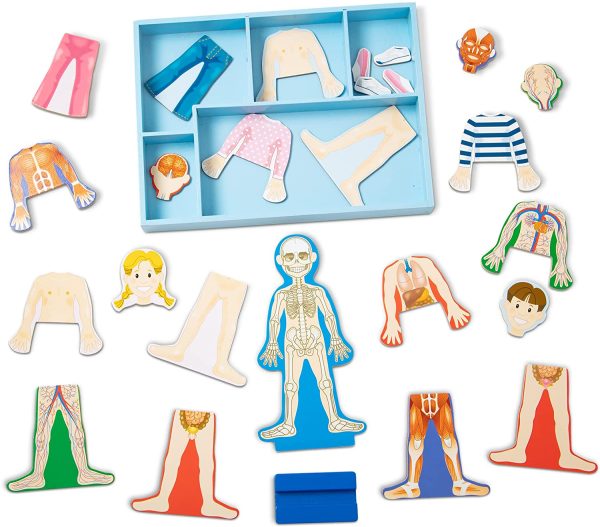 Melissa & Doug Magnetic Human Body Anatomy Play Set (Anatomically Correct Boy and Girl Magnets, 24 Magnetic Pieces and Storage Tray) - Image 7