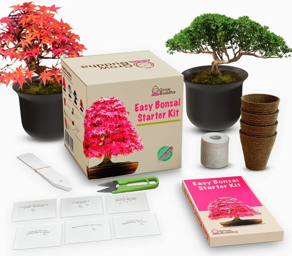 Grow Your own Bonsai kit ??Easily Grow 4 Types of Bonsai Trees with Our Complete Beginner Friendly Bonsai Seeds Starter kit ??Unique Seed kit Gift idea - Image 6