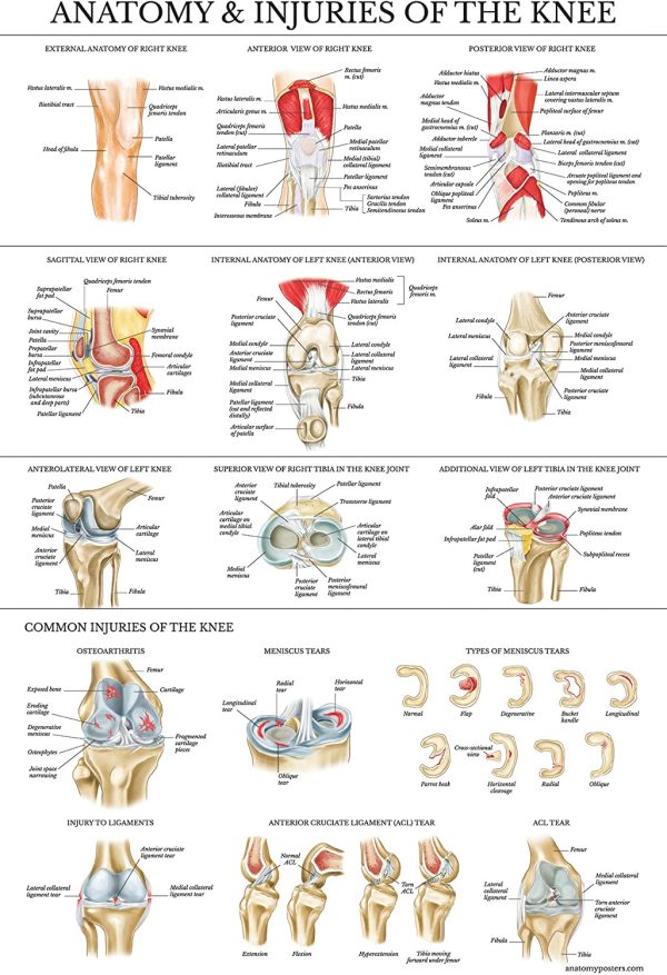 4 Pack - Anatomical Poster Set - Laminated - Muscular, Skeletal, Ligaments of the Joints, Knee Anatomy - Anatomy Chart Set (LAMINATED, 18?? x 27??) - Image 7