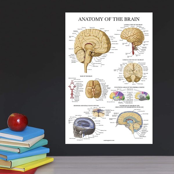 Brain Anatomy Poster - Laminated - Anatomical Chart of the Human Brain - Image 3