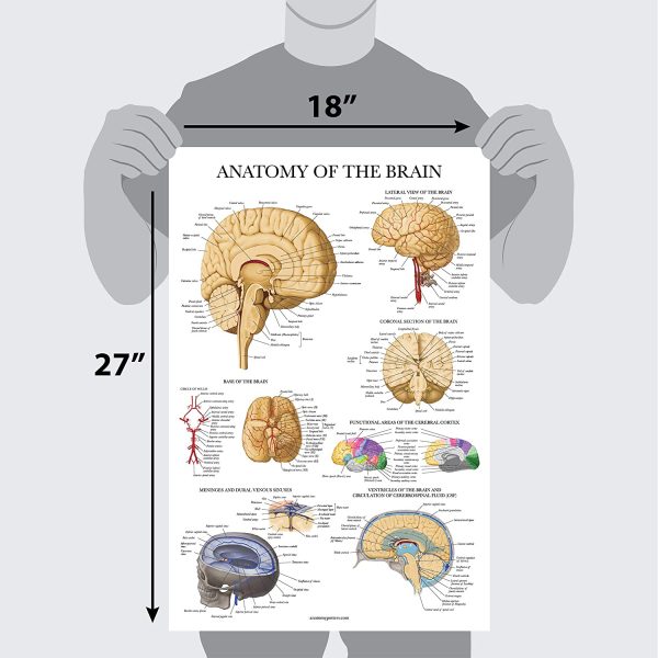 Brain Anatomy Poster - Laminated - Anatomical Chart of the Human Brain - Image 2