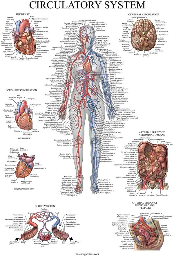 4 Pack - Anatomical Poster Set - Laminated - Muscular, Skeletal, Spinal Nerves, Circulatory System - Anatomy Chart Set (LAMINATED, 18?? x 27??) - Image 5