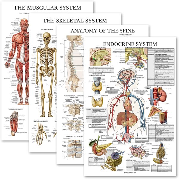 4 Pack - Anatomical Poster Set - Laminated - Muscular, Skeletal, Anatomy of the Spine, Endocrine System - Anatomy Chart Set (LAMINATED, 18?? x 27??) - Image 2