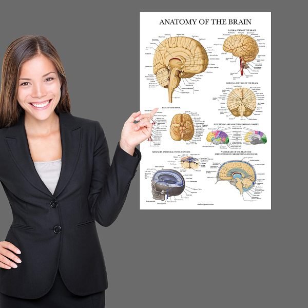 Brain Anatomy Poster - Laminated - Anatomical Chart of the Human Brain