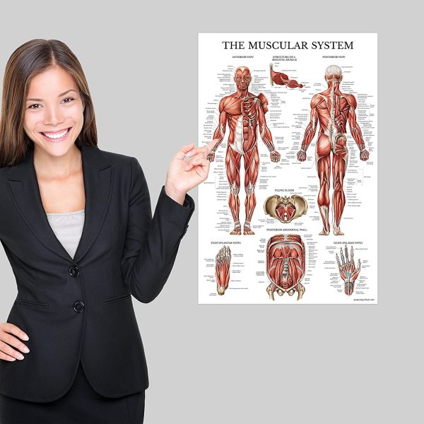 4 Pack - Anatomical Poster Set - Laminated - Muscular, Skeletal, Spinal Nerves, Circulatory System - Anatomy Chart Set (LAMINATED, 18?? x 27??) - Image 4