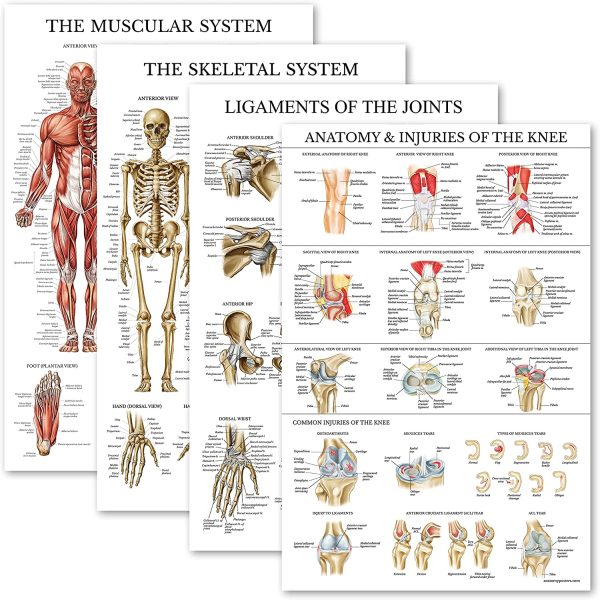 4 Pack - Anatomical Poster Set - Laminated - Muscular, Skeletal, Ligaments of the Joints, Knee Anatomy - Anatomy Chart Set (LAMINATED, 18?? x 27??) - Image 3